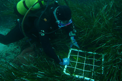 posidonia