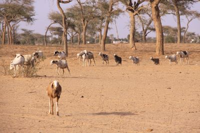 senegal3s